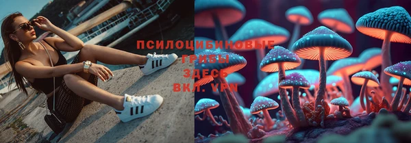 ешки Аркадак